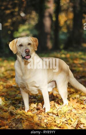 Labrador Retriever Banque D'Images
