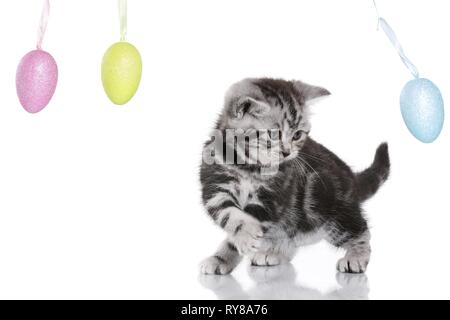 Chaton British Shorthair Banque D'Images