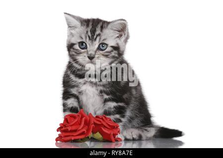 Chaton British Shorthair Banque D'Images