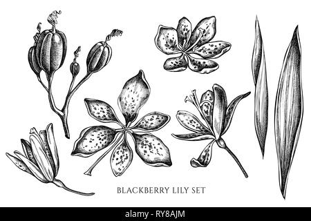 Lily Demour Lys léopard Banque d'images noir et blanc - Alamy