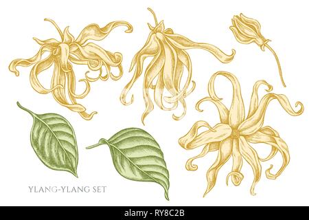 Vector collection de pastels dessinés à la main, ylang-ylang Illustration de Vecteur