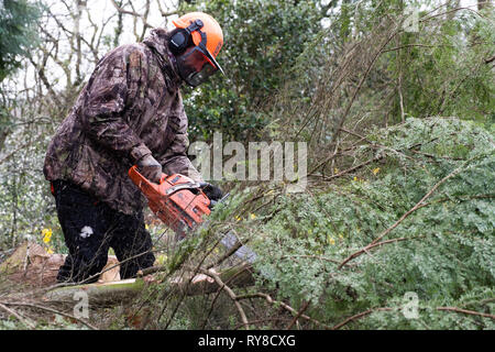 Compétences en foresterie l'éducation : les personnes prenant part à un atelier de formation d'une journée à l'entretien et en toute sécurité l'utilisation d'une scie. Pays de Galles UK Banque D'Images