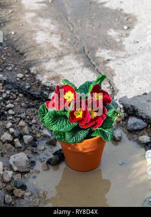 Un petit pot de fleurs rouge Polyanthus dans un grand nid de poule sur la route Banque D'Images