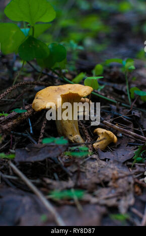 Chanterelles avec feuilles jaunes en fourré de woods Banque D'Images