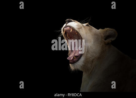 Lion blanc femme bâiller en fond sombre Banque D'Images