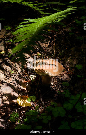 Gros champignons boletus sous les feuilles de fougère dans fourré de woods Banque D'Images
