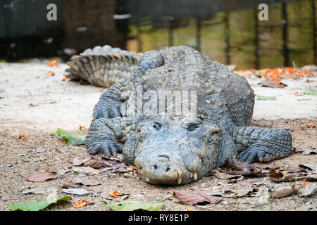 Le crocodile est près de l'eau Banque D'Images