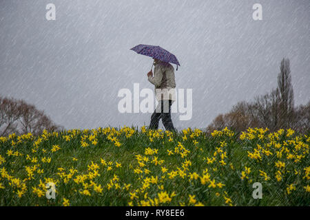 Vue latérale d'une femelle isolée, en manteau, marchant par des jonquilles jaunes sur une colline dans un parc de campagne britannique, en versant la pluie, tenant un parapluie. Banque D'Images