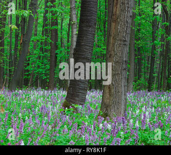 Paysage avec les premières fleurs. Printemps dans la forêt Banque D'Images