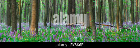 Forêt de printemps. Panorama du paysage. Les premières fleurs Banque D'Images