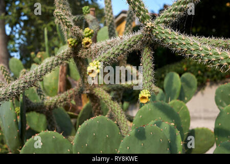 Cylindropuntia imbricata Banque D'Images