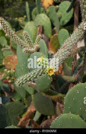 Cylindropuntia imbricata Banque D'Images