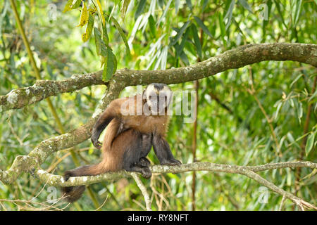 Singe Capucin brun (apella cebus), Direction générale des adultes assis sur Manu Cloudforest, Pérou, Novembre Banque D'Images