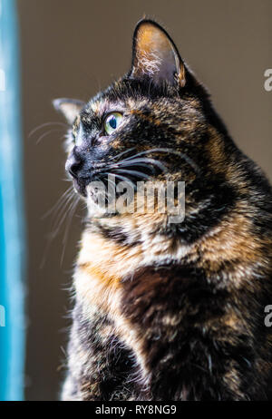 Un beau chat écaille regarde par la fenêtre Banque D'Images