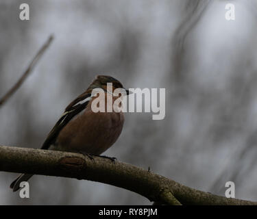 Chaffinch reposant sur une branche Banque D'Images