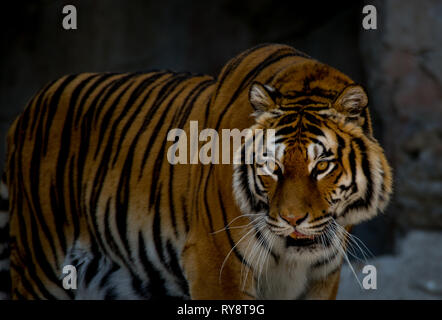 L'Europe, Italie, Rome, le Bioparco, tigre de Sumatra, Panthera tigris sondaica Banque D'Images