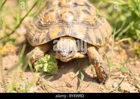 Tortue dans la nature Banque D'Images