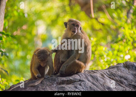 L'Asie, Sri Lanka, , Dambulla, toque macaque, Macaca sinica Banque D'Images