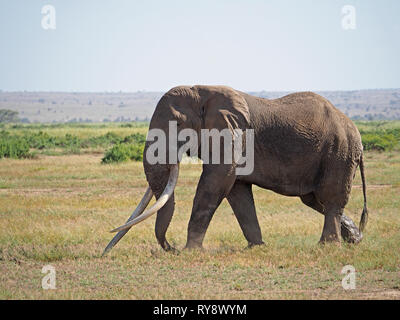 Grande demeure seigneuriale bull'éléphant africain (Loxodonta africana) marche à travers prairie dans la savane au Kenya, Afrique de l'Est Banque D'Images