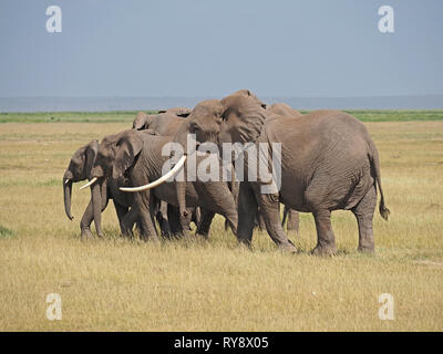 Un petit troupeau d'éléphants d'Afrique (Loxodonta africana) marchant avec une matrice à une seule tusse vers l'eau dans la savane du Kenya, en Afrique de l'est Banque D'Images