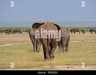 Vue arrière de trois éléphants d'Afrique (Loxodonta africana) marche vers un troupeau de buffles sur le chemin de L'eau dans la savane au Kenya en Afrique de l'est Banque D'Images