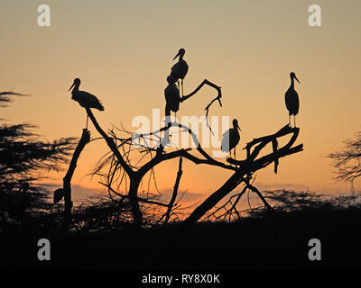 Cigognes blanches (Ciconia ciconia) se profilant dans golden sky se percher dans les arbres morts caractéristique au coucher du soleil dans le Parc National de Nairobi, Kenya, Afrique Banque D'Images