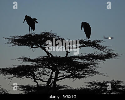 Deux cigognes crumenifer Marabou Flamant rose (Phoenicopterus ruber) (se percher dans l'arbre d'acacia au crépuscule à Nairobi au Kenya, Afrique et de NP vole en avion aéroport à proximité Banque D'Images