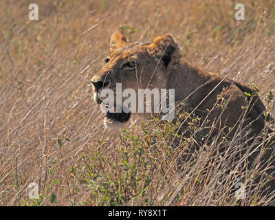 Lionnes adultes (Panthera leo) femmes lion à l'affût de proies dans la longue herbe à Savannah pays de Parc National de Nairobi au Kenya, l'Afrique Banque D'Images