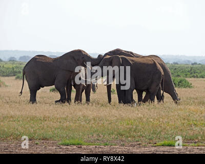 Petit troupeau des éléphants d'Afrique (Loxodonta africana) se réunissent à un choc de défenses et les faisceaux dans la savane au Kenya, Afrique de l'Est Banque D'Images