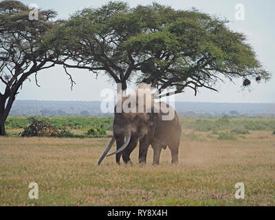 Grande demeure seigneuriale bull'éléphant africain (Loxodonta africana) marche à travers prairie dans la savane au Kenya, Afrique de l'Est Banque D'Images