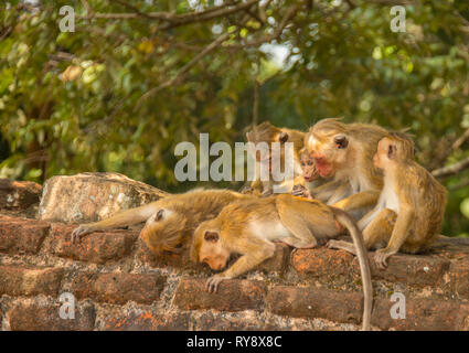 L'Asie, Sri Lanka, Mihintale, toque macaque, Macaca sinica Banque D'Images