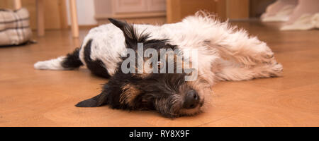 Funny cute little Jack Russell Terrier dog se trouve sur le côté sur le sol. Banque D'Images