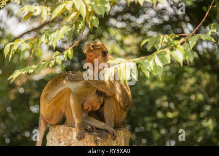 L'Asie, Sri Lanka, , Mihintale, toque macaque, Macaca sinica Banque D'Images