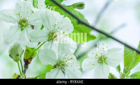 Le plus près de la fleur blanche de la poire ou le Pyrus communis plante avec le vert des arbres dans le jardin Banque D'Images