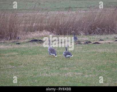 Oies cendrées. Anser anser. Trois oiseaux adultes dans la zone. Frise orientale, la Basse-Saxe. Allemagne Banque D'Images