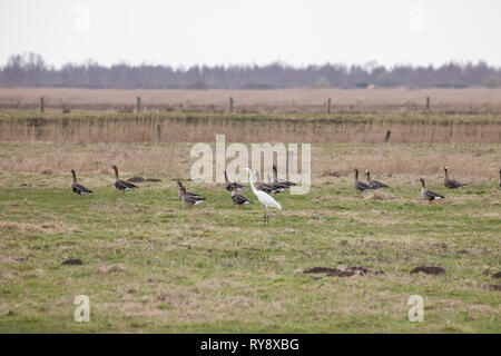 White-Fronted les oies. Anser albifrons, et Grande Aigrette Ardea alba. dans le champ. L'hiver. Frise orientale. La Basse-Saxe. Allemagne Banque D'Images