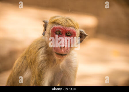 L'Asie, Sri Lanka, Mihintale, toque macaque, Macaca sinica Banque D'Images