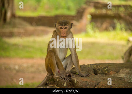 L'Asie, Sri Lanka, Mihintale, toque macaque, Macaca sinica Banque D'Images