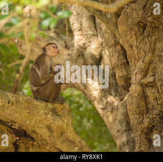 L'Asie, Sri Lanka, Mihintale, toque macaque, Macaca sinica Banque D'Images