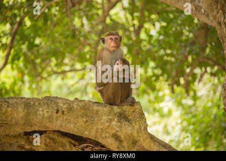 L'Asie, Sri Lanka, Mihintale, toque macaque, Macaca sinica Banque D'Images