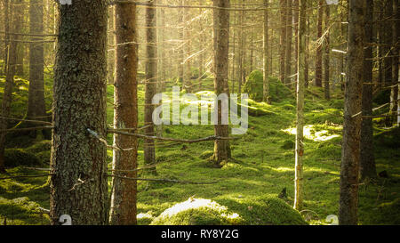 Les épinettes en vert forêt moussue dans un beau soleil brumeux. Banque D'Images