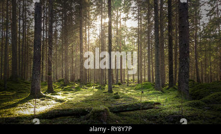 Vert mousse naturelle forêt d'épinettes. La lumière du soleil d'or avant le coucher du soleil avec les rayons du soleil de passer par les arbres, mystique, créer une atmosphère chaleureuse. Banque D'Images