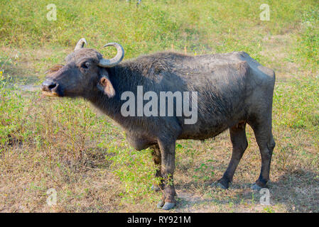 L'Asie, Sri Lanka, parc national de Yala, wild water buffalo, Bubalus bubalis Banque D'Images