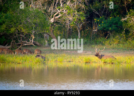 L'Asie, Sri Lanka, parc national de Yala au Sri Lanka, le cerf sambar , Rusa unicolor unicolor Banque D'Images