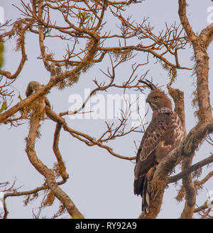 L'Asie, Sri Lanka, parc national de Yala, le cormoran hawk-eagle, Nisaetus cirrhatus Banque D'Images