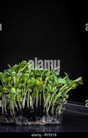 Micro tournesol verts (germes) sur un fond sombre comme un symbole du printemps Banque D'Images