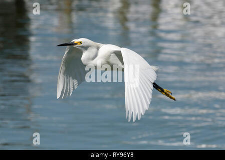 Aigrette neigeuse (Egretta thula) survolant Rose Marina, Marco Island, Floride, USA Banque D'Images