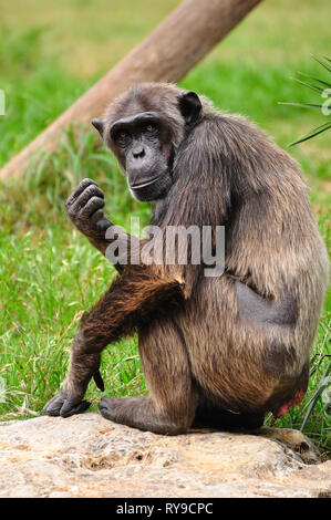 Chimpanzé dans Safari park. Le centre d'Israël. Banque D'Images