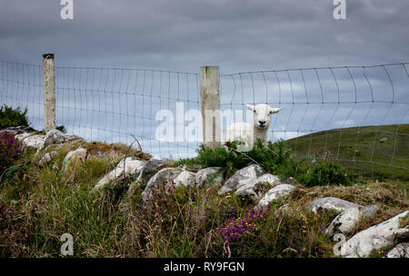 Dursey Island, Cork, Irlande. 11 août, 2015.Un jeune regarde sur lampe de derrière un français sur Dursey Island dans la péninsule de Beara à West Cork, Irelan Banque D'Images