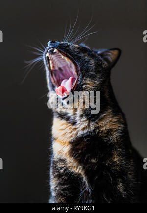 Une écaille de bâillements cat Banque D'Images